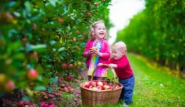 apple-picking