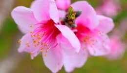 Peach Blossoms