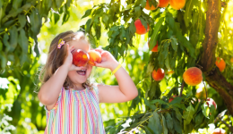 Peach Fest - Event Cover 2023 (1)